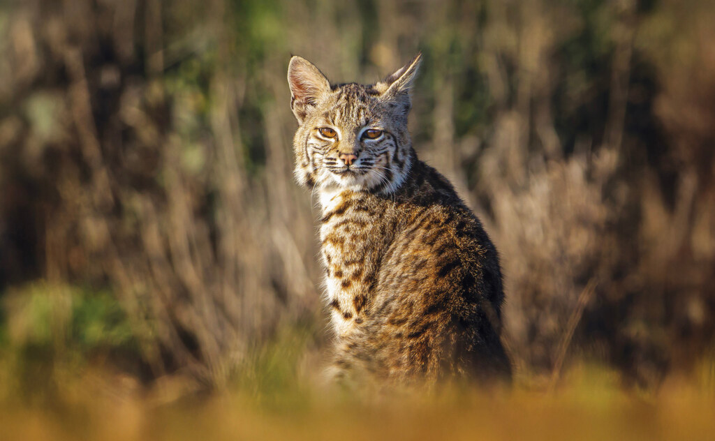 Bobcat looking directly into the lens while sitting in nature.