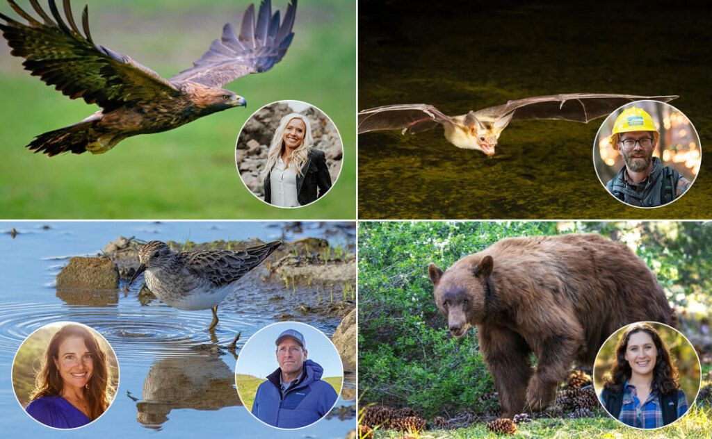 Golden eagle, pallid bat, sandpiper, and black bear