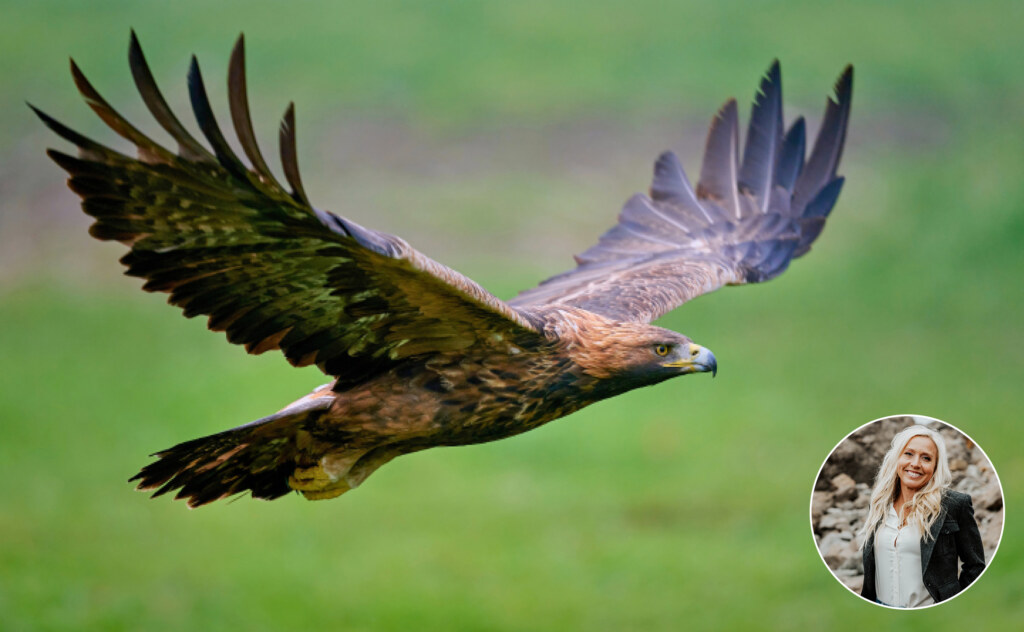 Golden eagle flying over a green field with an inset photo of Shanti.