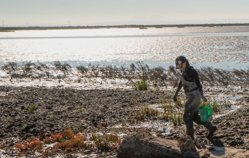 Kate planting cordgrass in knee-deep mud at Sears Point to help restore the marsh.