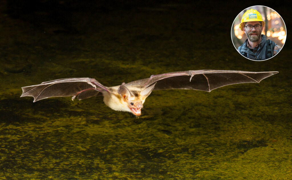 Pallid bat flying low over water with inset photo of Chris Carlson.