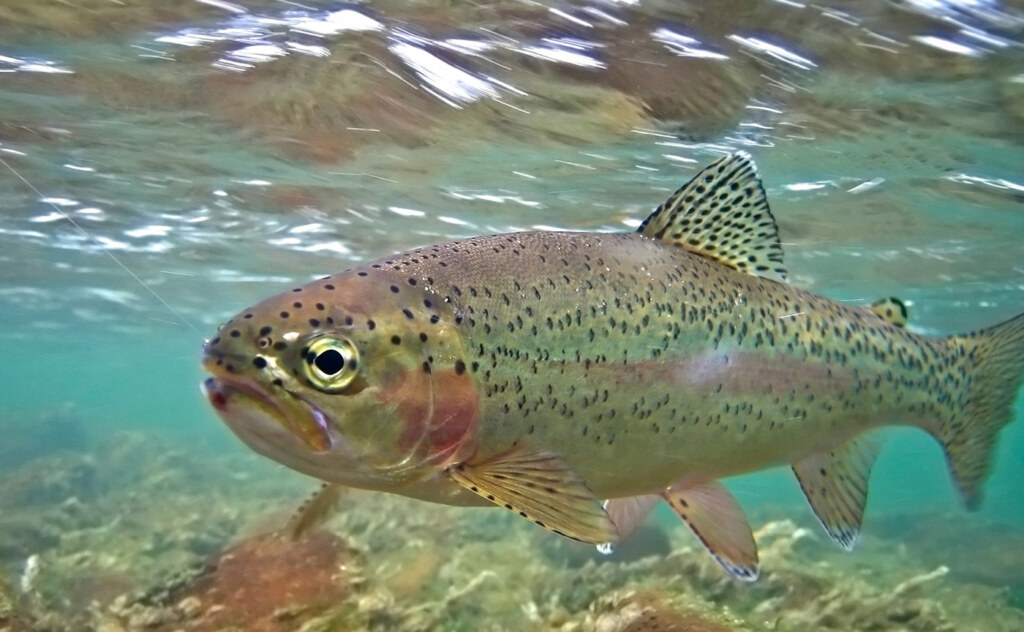 Rainbow trout swimming.