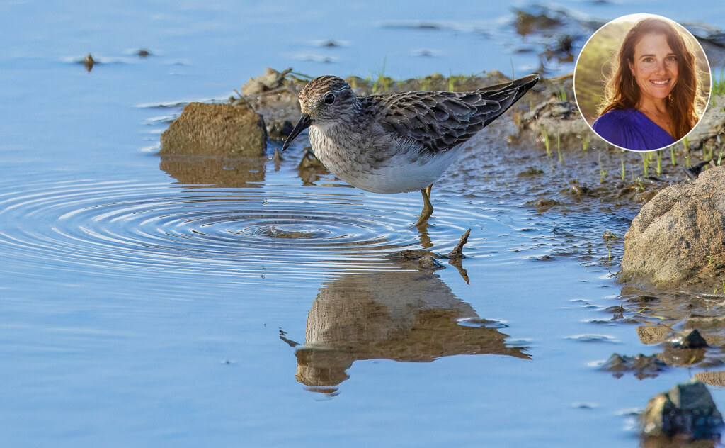 Sandpiper standing in shallow water.