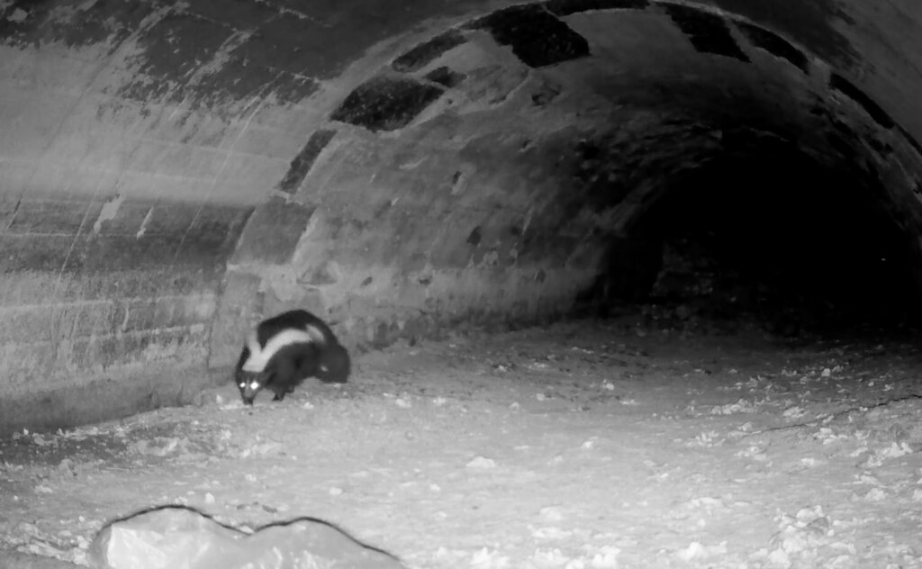 Skunk traveling through a culvert as captured on a wildlife camera.
