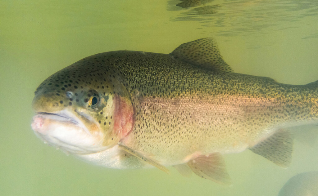 Steelhead trout swimming in water.