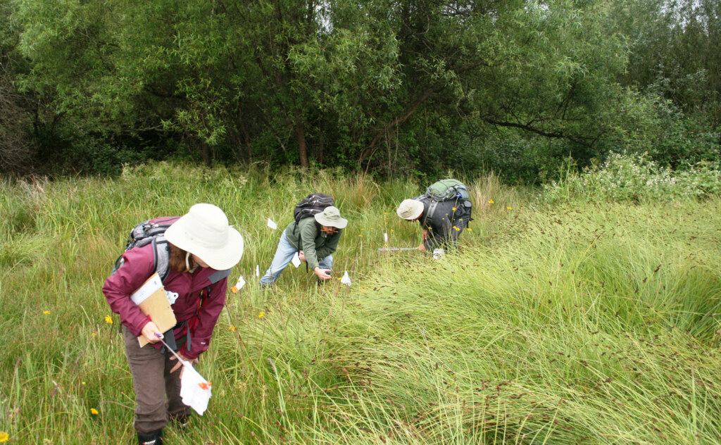 Land Trust at Pitkin Marsh with a field of white sedge.