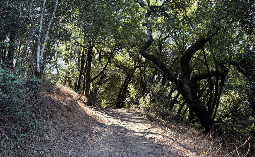 Path on Taylor Mountain hike surrounded by trees.