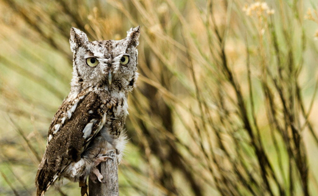 Western Screech Owl perched on tree branch.